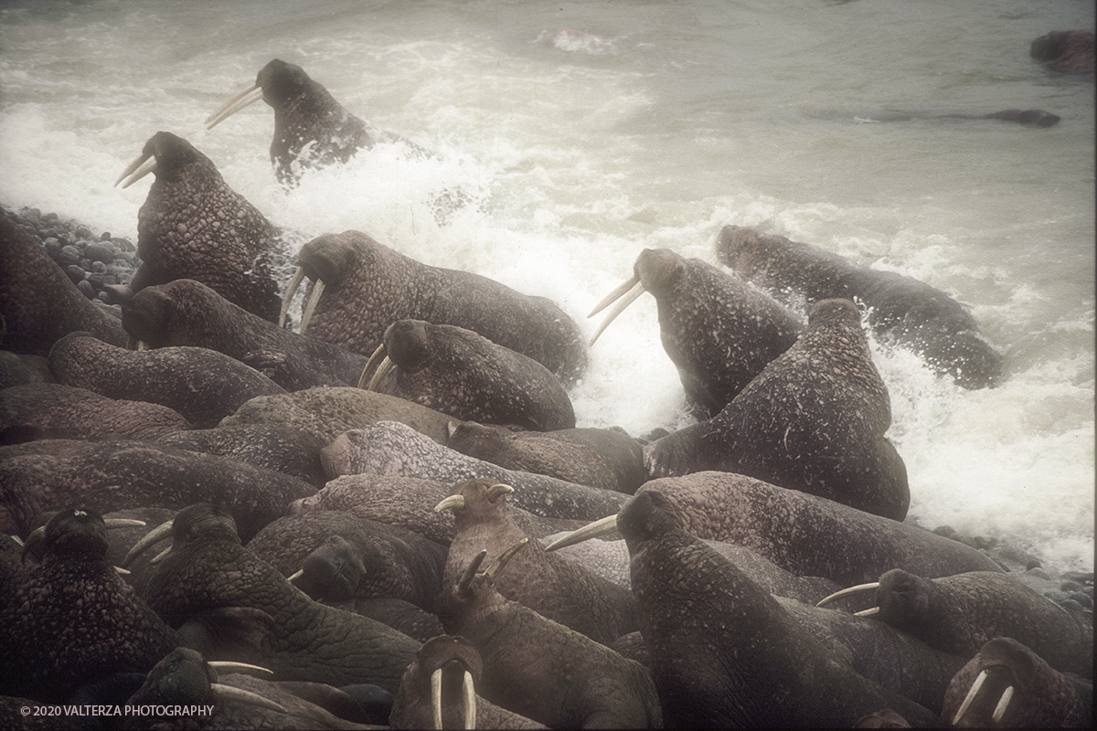 105 SIBERIA .jpg - Luglio/Agosto 1992. Siberia, terra dei Chukchi. Nell'oceano artico  125 Km a nord-est della penisola dei Chukchi (Siberia) c'Ã¨ l'isola di Wrangel, essa ospita piÃ¹ del doppio di specie vegetali (417) di qualsiasi territorio artico a paritÃ  di superficie nonchÃ¨ 30 specie diverse di uccelli oltre ad orsi polari, foche e trichechi ; per questo motivo   Ã¨ stata proclamata patrimonio dell'umanitÃ  dall'UNESCO. Nella foto isola di Wrangell, colonia di trichechi , animali protetti, a Cape Blossom